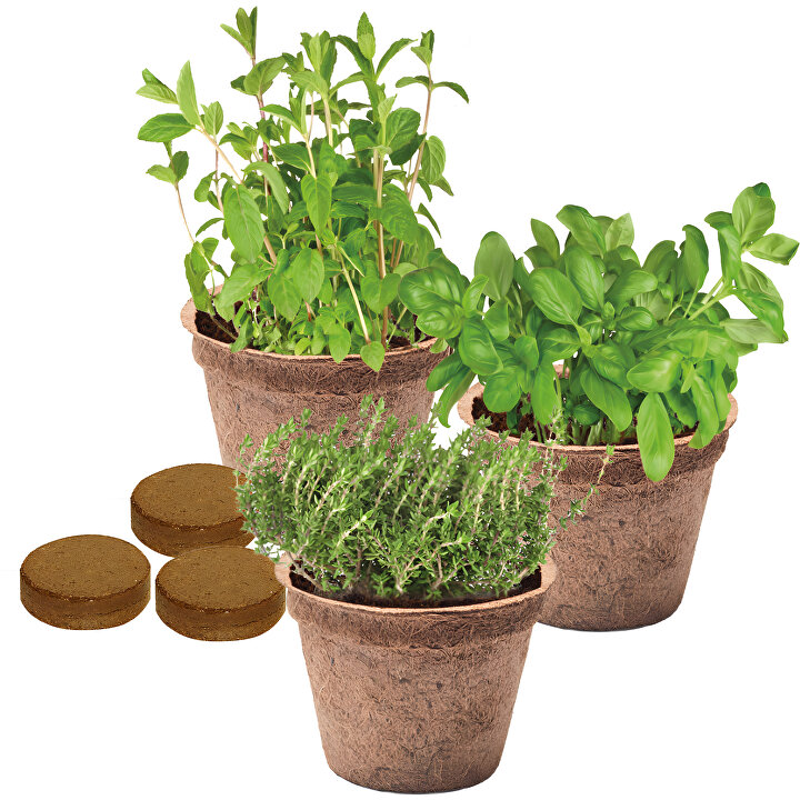 Kokos pflanz set italienische küche (natur, grün, kokosfaser,samen ... Küche holz bio