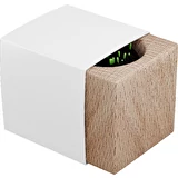 Plantering av trä med frön - Förgätmigej