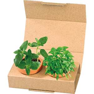Duo de Légumes à grignoter