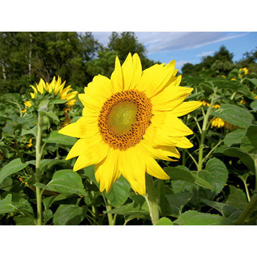 Samen-Briefchen - Sonnenblumen , individuell, Saatgut, Papier, 8,00cm x 5,50cm (Länge x Breite), Bild 2