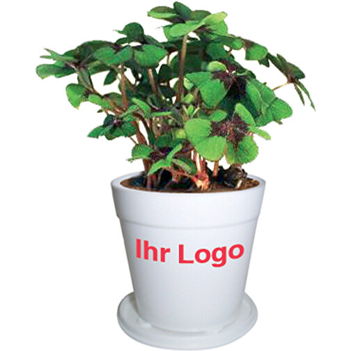 Business Pot Forget-Me-Not, Immagine 1