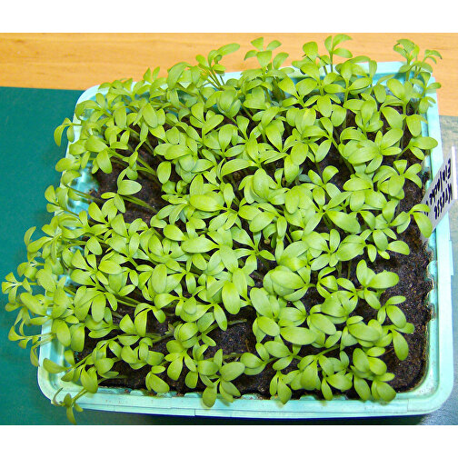 Pflanz-Stick Mit Samen - Gartenkresse, 1 Seite Gelasert , Holz, Papier, Wachs, Saatgut, 5,50cm x 8,00cm (Länge x Breite), Bild 5
