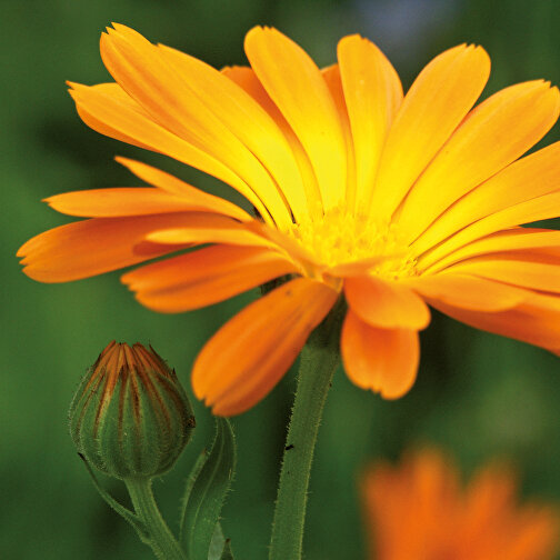 Blomkort - Marigold, Bild 7