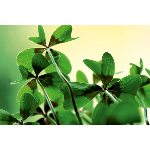 Planteringsvirke Maxi inkl. 1 sida laserad - Lucky Clover-lökar, Bild 2