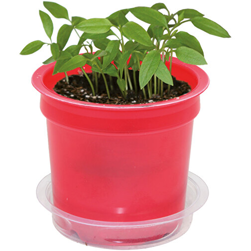 Florero-Töpfchen Mit Samen - Rot - Gartenkresse , rot, Saatgut, Papier, Erde, Kunststoff, 5,00cm (Höhe), Bild 5
