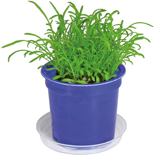 Pot Florero avec graines - bleu - Marguerite, Image 5
