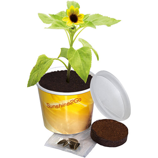Sunshine 2Go , gelb, Papier, Folie, Samen, Kokosfaser, Kunststoff, 4,50cm (Höhe), Bild 1