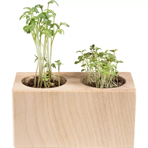 Planting av tre sett med 2 - Solsikke, Bilde 1