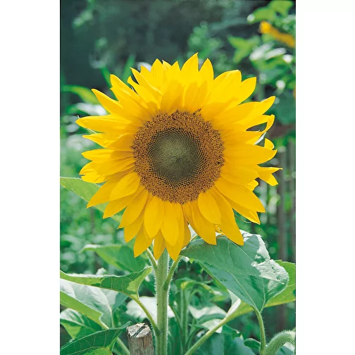 Pot cube bois mini avec aimant avec graines - Tournesol, 2 sites gravés au laser, Image 5