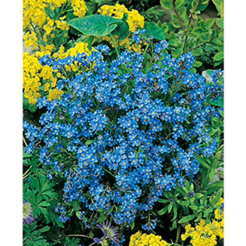 Plant Wood Round inc. Laser - Forget-me-not, Obraz 4