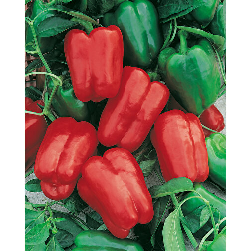 Logokrukke med logo og overrejsende emballage - Spicy Pepper, Billede 6