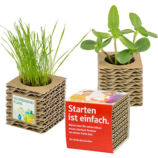 Cubo de cartón corrugado para plantas Mini - Forget-me-not, Imagen 5