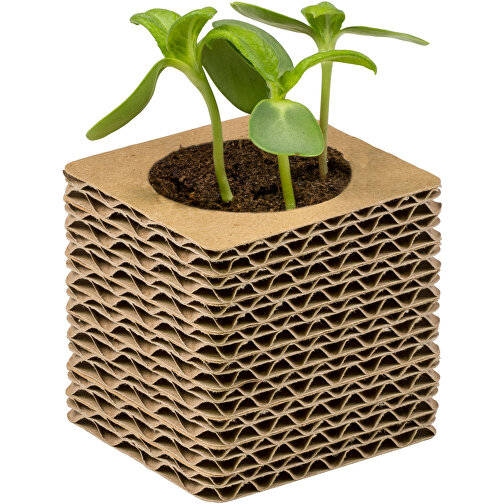 Pot cube mini en carton ondulé avec graines - Piment, Image 3