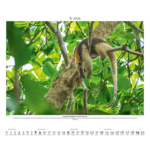 Starke Typen - Wildlife Photography , Papier, 49,50cm x 60,00cm (Höhe x Breite), Bild 7