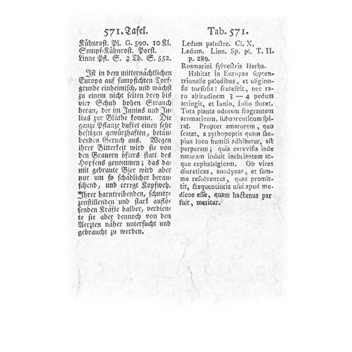 Aus Alten Pflanzenbüchern , Papier, 34,00cm x 23,70cm (Höhe x Breite), Bild 15