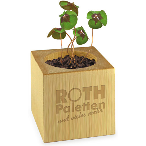 Pot cube bois mini avec bulbes de trèfle à 4 feuilles en boite Star-Box avec graines - 1 sites gra, Image 2