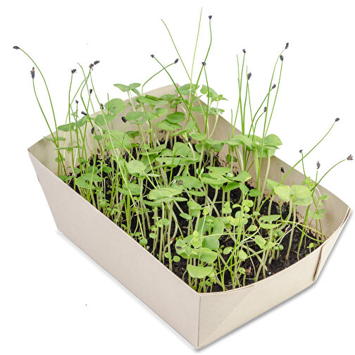 Tazón de plantas - mezcla de hierbas, Imagen 3