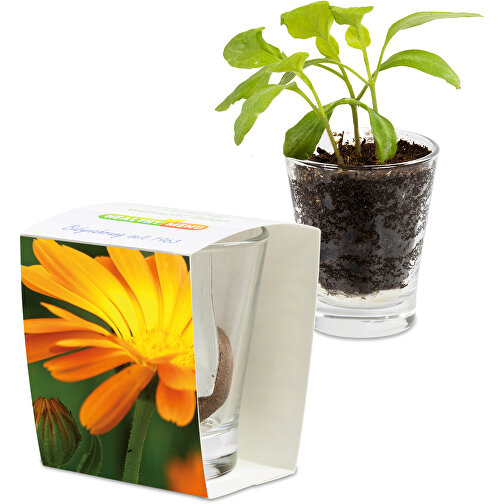 Caffeino-Glas Mit Samen - Ringelblume , Glas, Erde, Saatgut, Papier, 5,80cm x 7,00cm x 5,80cm (Länge x Höhe x Breite), Bild 1