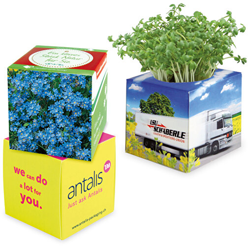 Planting Cube 2.0 - Forget-me-not, Obraz 1