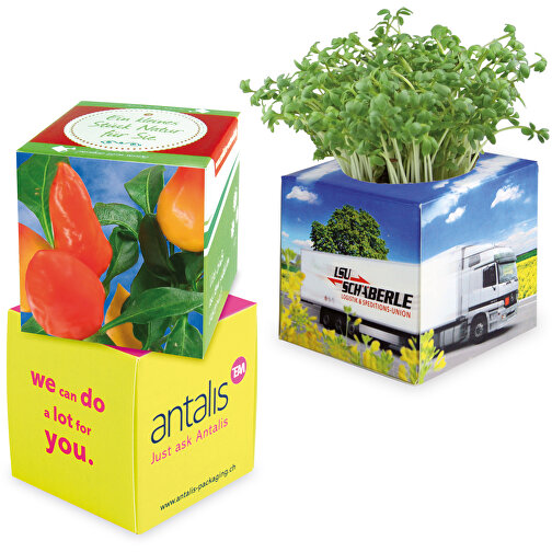 Planting Cube 2.0 - Kryddig peppar, Bild 1