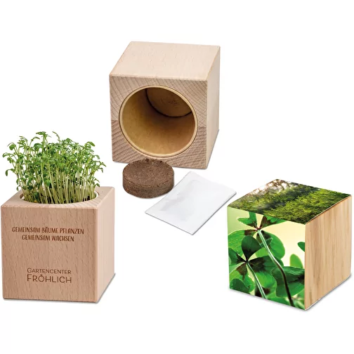 Plante-bois Grande avec graines - Bulbes de trèfle à 4 feuilles, Image 1