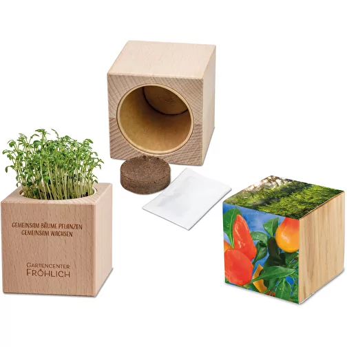 Plante-bois Grande avec graines - Piment, Image 1