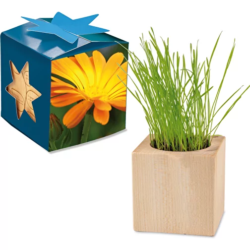 Pot cube bois Maxi en boite star-box avec graines - Souci, 2 sites gravés au laser, Image 1
