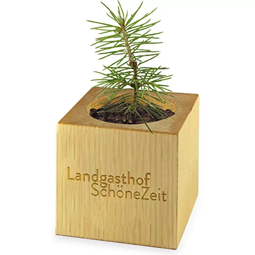 Pot cube bois Maxi en boite star-box avec graines - Mélange d herbes aromatiques, 2 sites gravés , Image 2