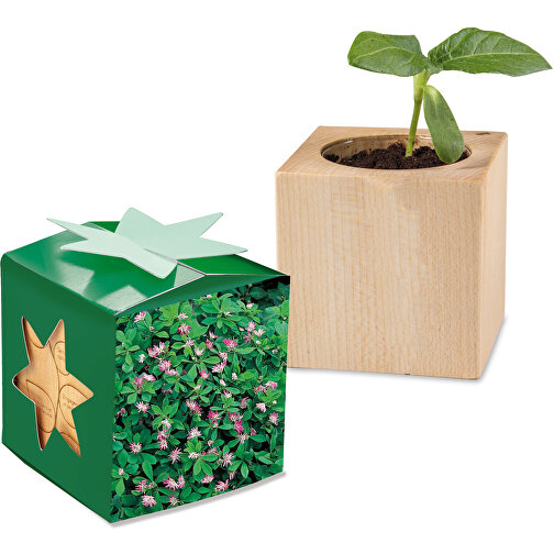 Pot cube bois mini en boite star-box avec graines - Trèfle persan, Image 1