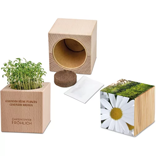 Plante-bois Grande avec graines - Marguerite, Image 1
