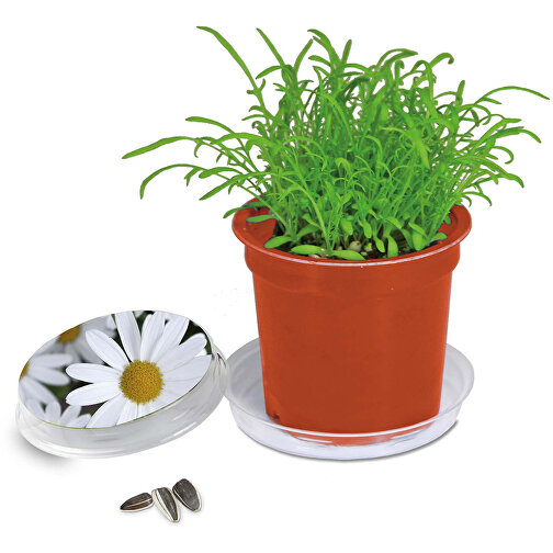 Pot Florero avec graines - terre cuite- Marguerite, Image 1