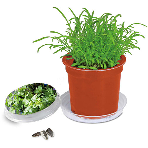 Pot Florero avec graines - terre cuite- Mélange d herbes aromatiques, Image 1