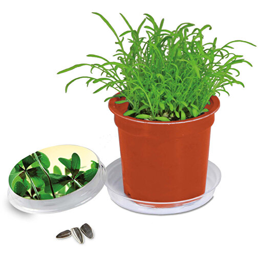 Pot Florero avec graines - terre cuite- Bulbes de trèfle à 4 feuilles, Image 1