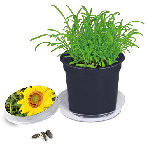 Florero-Töpfchen Mit Samen - Schwarz - Sonnenblume , schwarz, Saatgut, Papier, Erde, Kunststoff, 5,00cm (Höhe), Bild 1