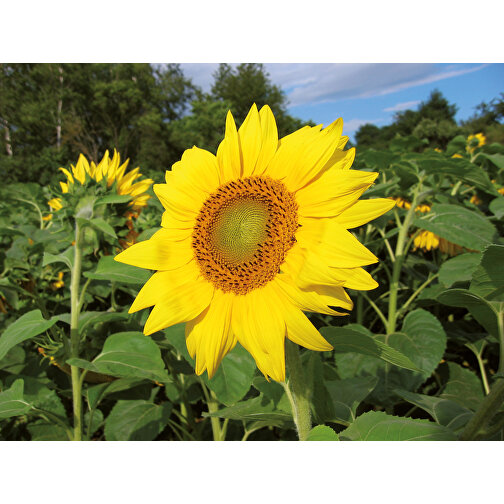 Florero-Töpfchen Mit Samen - Schwarz - Sonnenblume , schwarz, Saatgut, Papier, Erde, Kunststoff, 5,00cm (Höhe), Bild 4