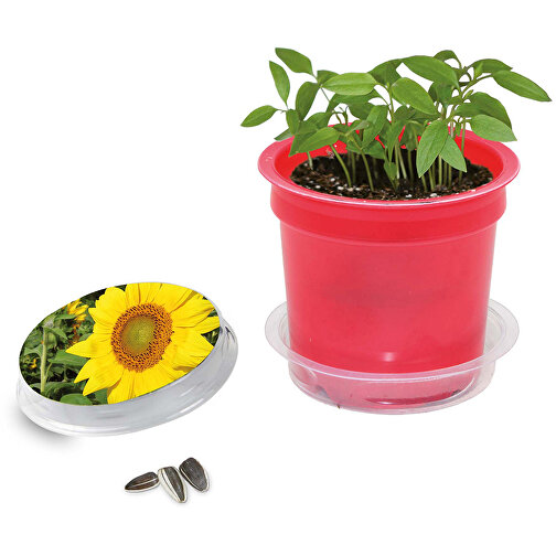 Florero-Töpfchen Mit Samen - Rot - Sonnenblume , rot, Saatgut, Papier, Erde, Kunststoff, 5,00cm (Höhe), Bild 1