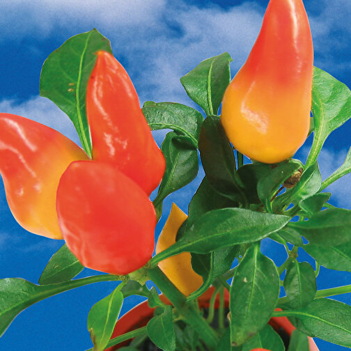Planteringsfat med fröer - Kryddig peppar, Bild 4