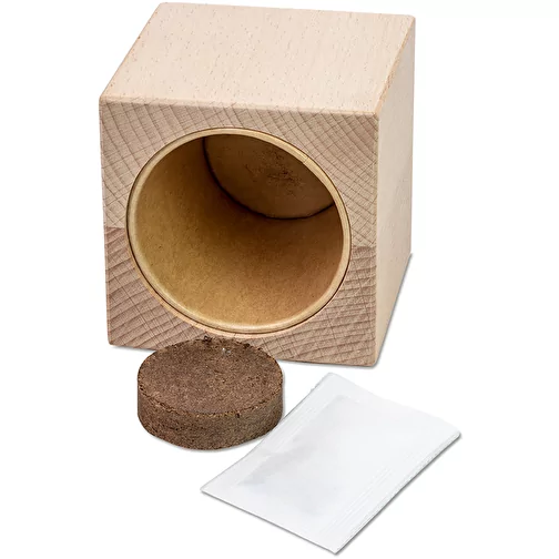 Plante-bois Grande avec graines - Persil, Image 3