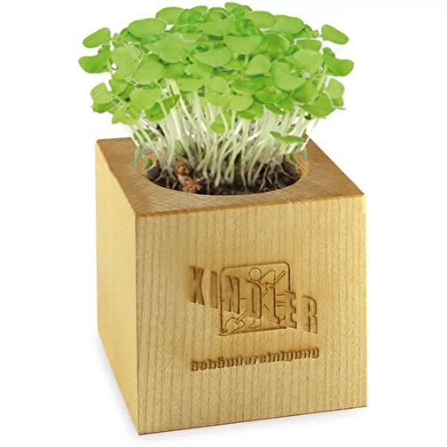 Pot cube bois maxi avec graines - ciboulette, 1 sites gravés au laser, Image 2