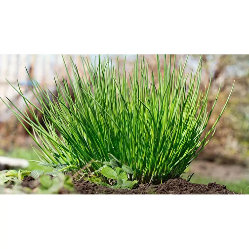 Pot cube bois maxi avec graines - ciboulette, 1 sites gravés au laser, Image 5