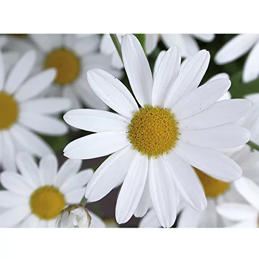 Bois à planter Hexagone avec graines - Marguerite, 1 face gravée au laser, Image 5