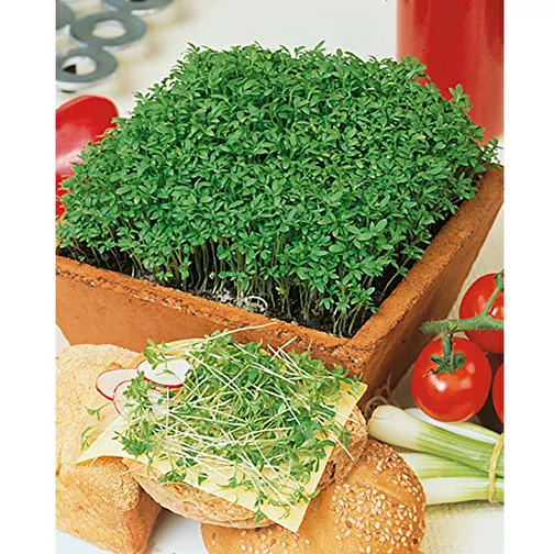 Plante-bois Hexagon avec graines - Cresson de jardin, Image 5